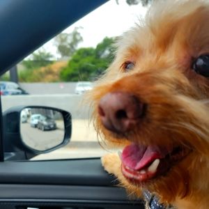 Meet your Posher, Lucy